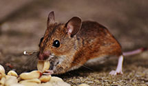 24 Hour & Emergency Exterminators in Bryce Canyon City, UT